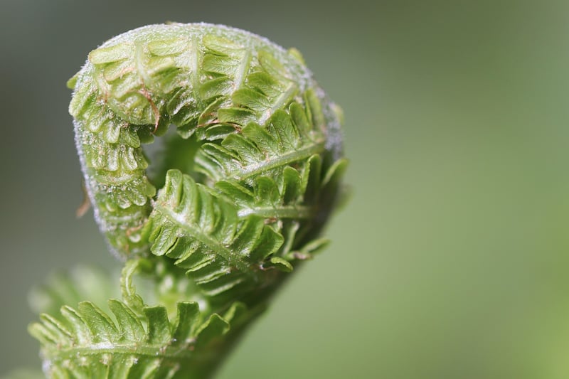 Fertilizing Tips