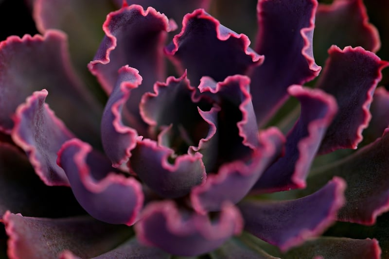 Succulent Tapestry